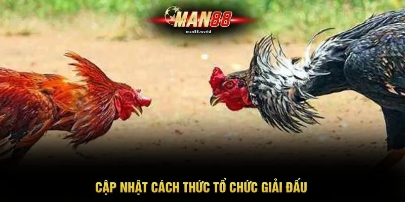 Cập nhật cách thức tổ chức giải đấu