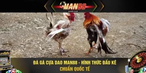 Đá Gà Cựa Dao MAN88 - Hình Thức Đấu Kê Chuẩn Quốc Tế