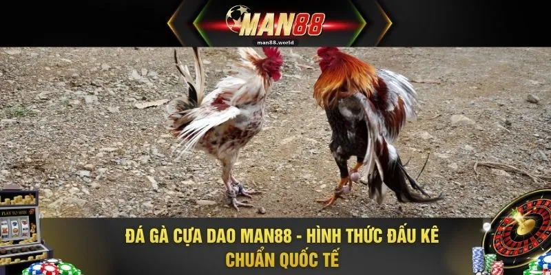 Đá Gà Cựa Dao MAN88 - Hình Thức Đấu Kê Chuẩn Quốc Tế