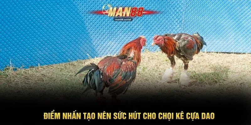 Điểm nhấn tạo nên sức hút cho chọi kê cựa dao
