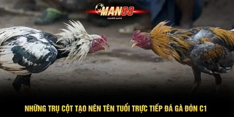 Những trụ cột tạo nên tên tuổi trực tiếp đá gà đòn C1